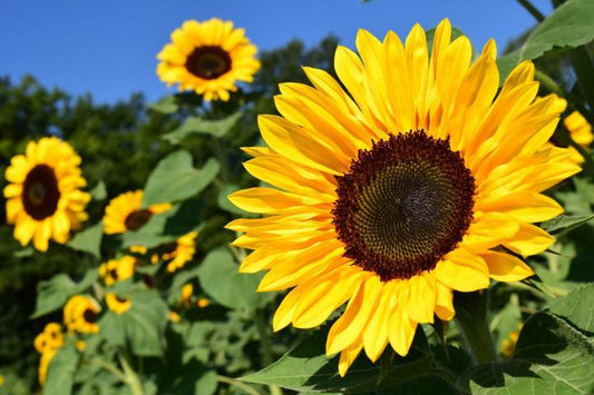 7 Reasons to Add Sunflower Oil to Your Skin Care Routine | Sweet Nectar Beauty