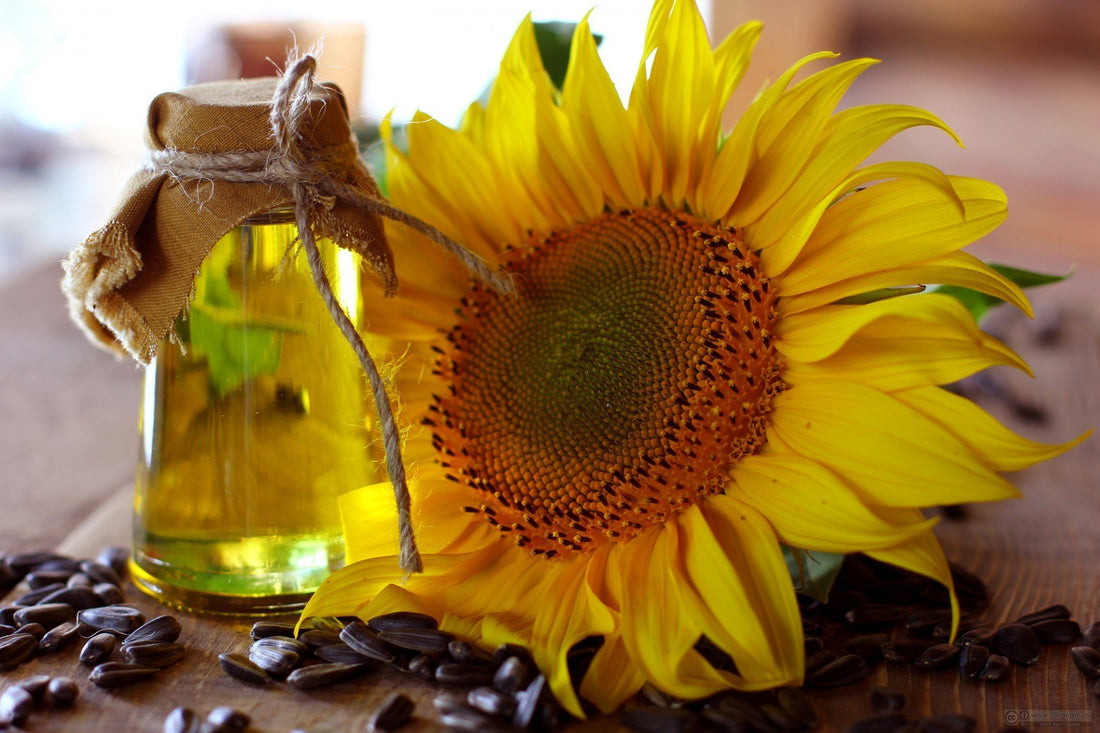 The 7 Amazing Benefits of Sunflower Oil | Sweet Nectar Beauty